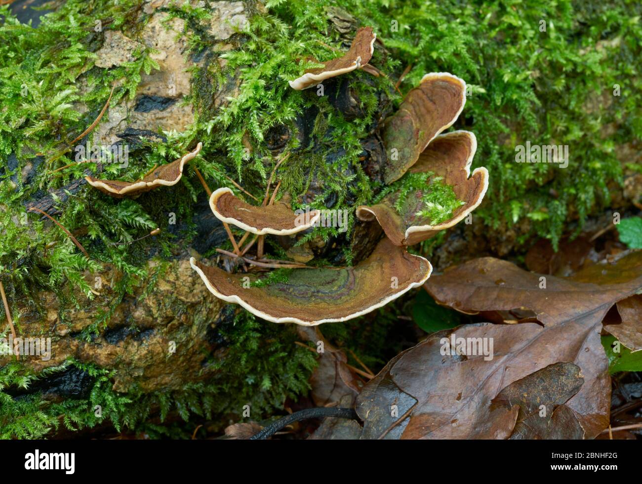 Woolly tooth bracket fungus (Phellodon tomentoso) Sussex, UK Stock Photo