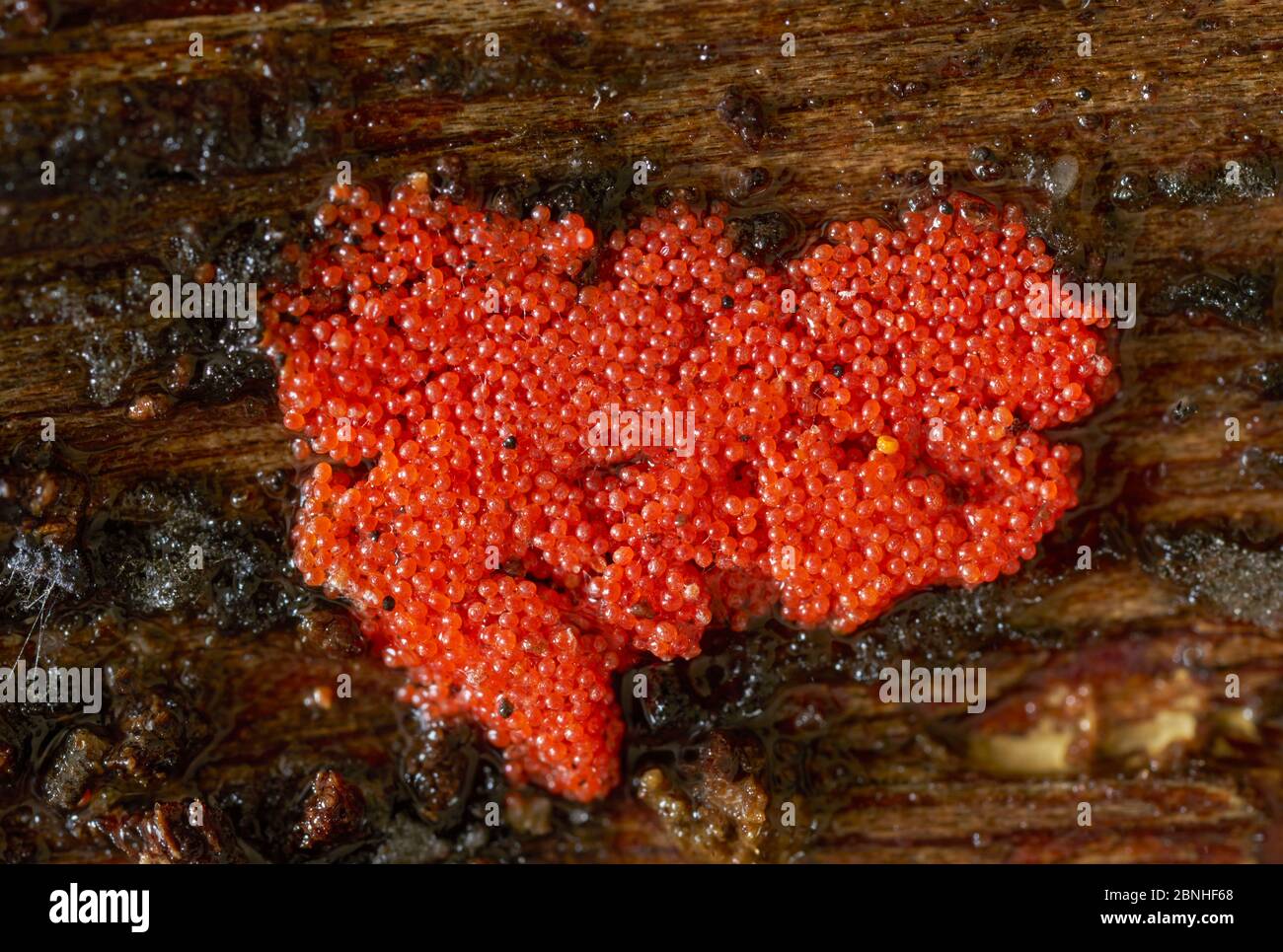 Slime mould (Arcyria sp) found on dead wood, Sussex, UK Stock Photo
