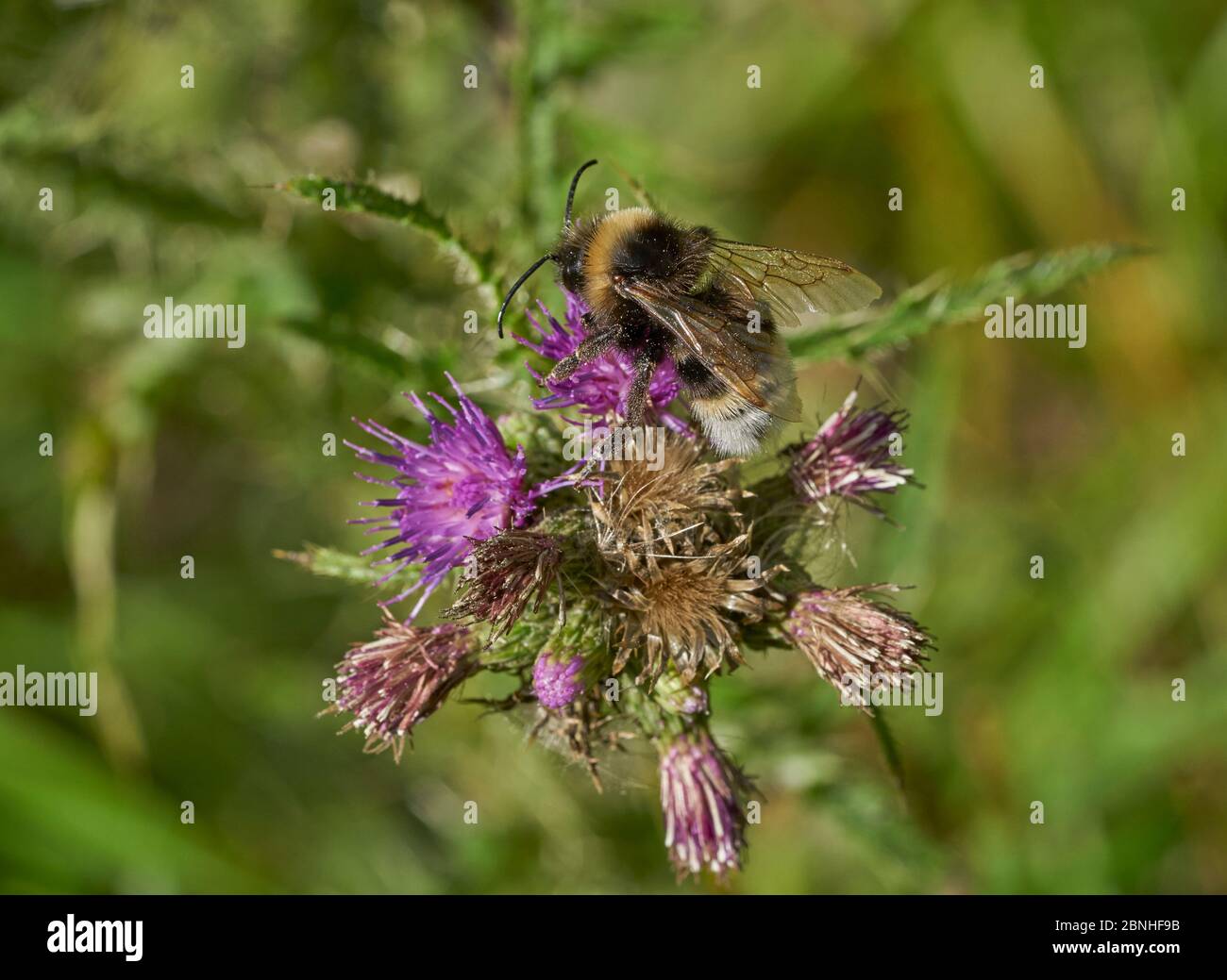 Field cuckoo bee (Bombus campestris) on flower, Sussex, UK Stock Photo