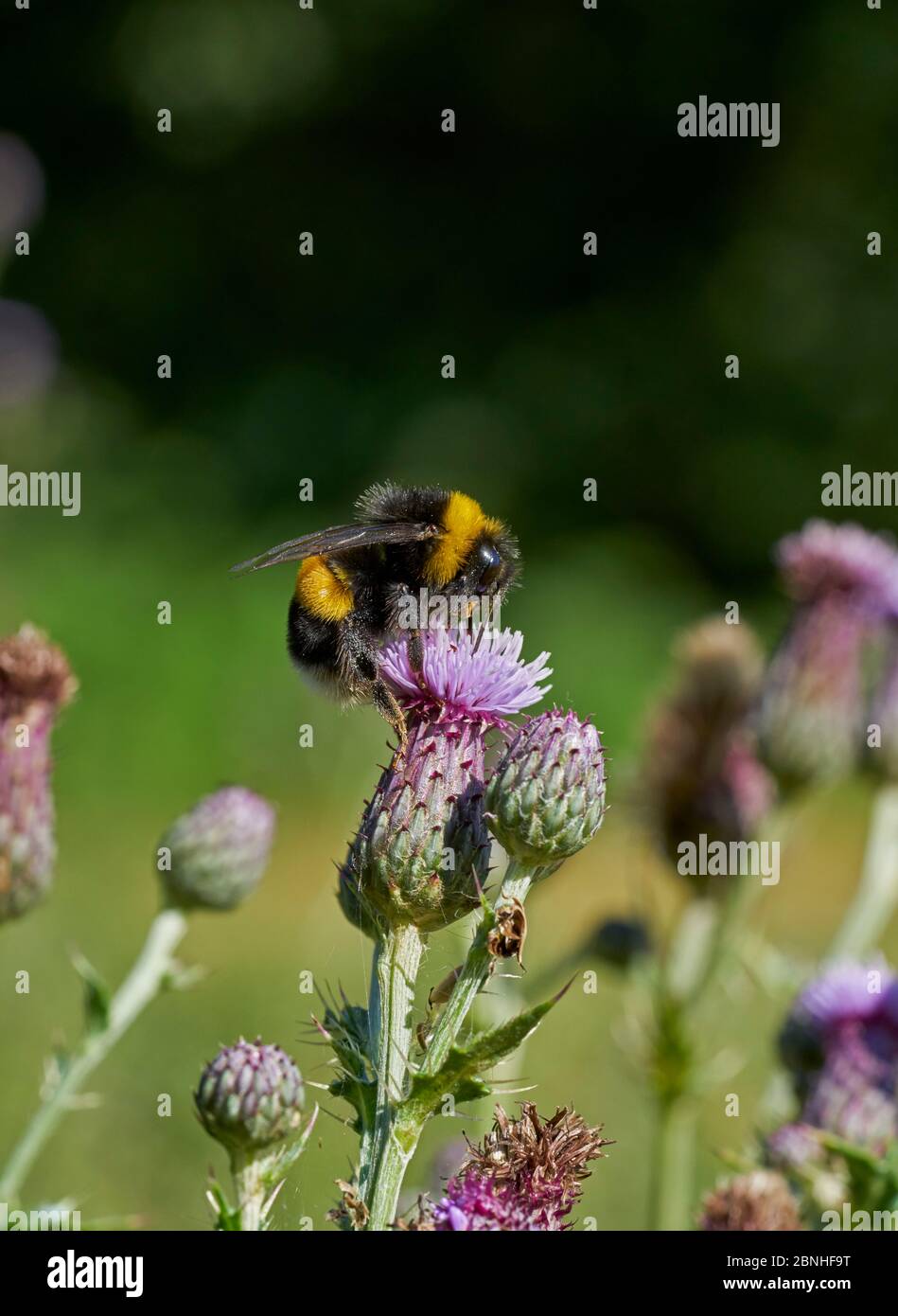 Buff-tailed bumblebee (Bombus terrestris) on creeping thistle (Cirsium arvense) Sussex, UK Stock Photo