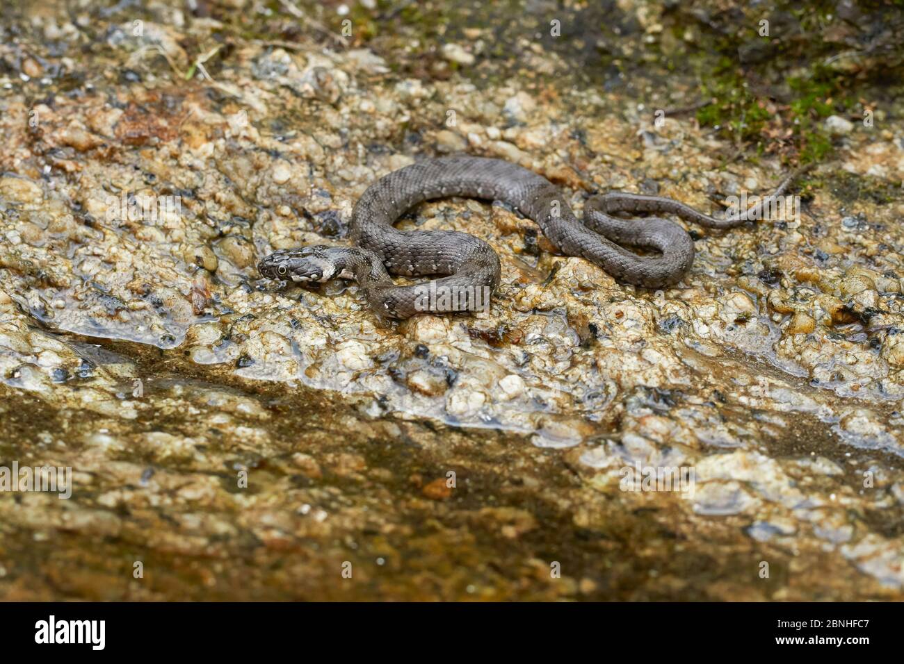 Viperine snake (Natrix maura) a harmless water loving species, Extremadura, Spain Stock Photo