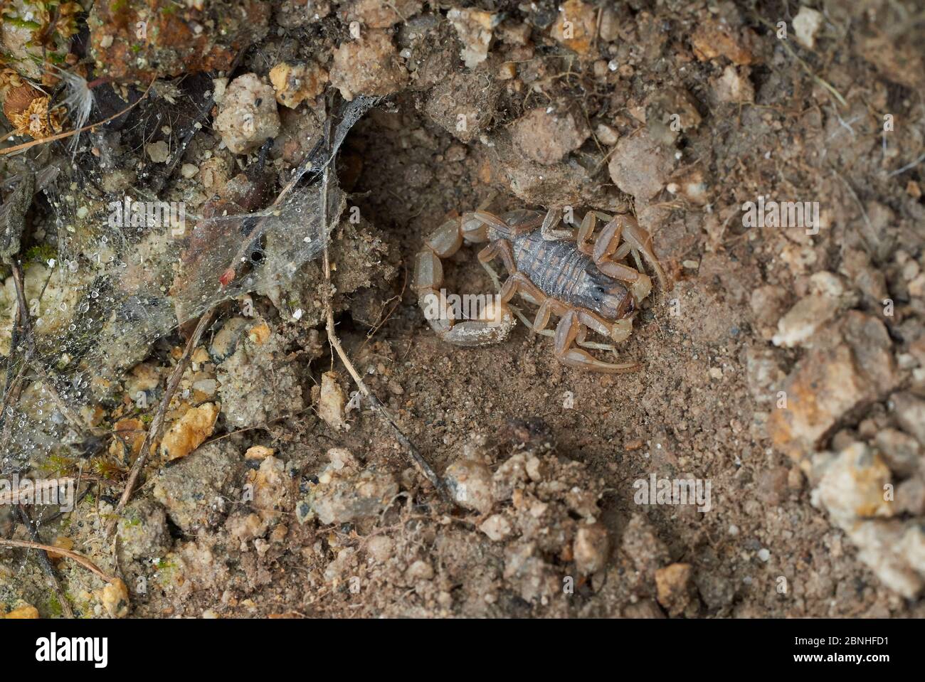 Scorpion (Buthus occitanus) at entrance to burrow under stone, Exremadura, Spain Stock Photo
