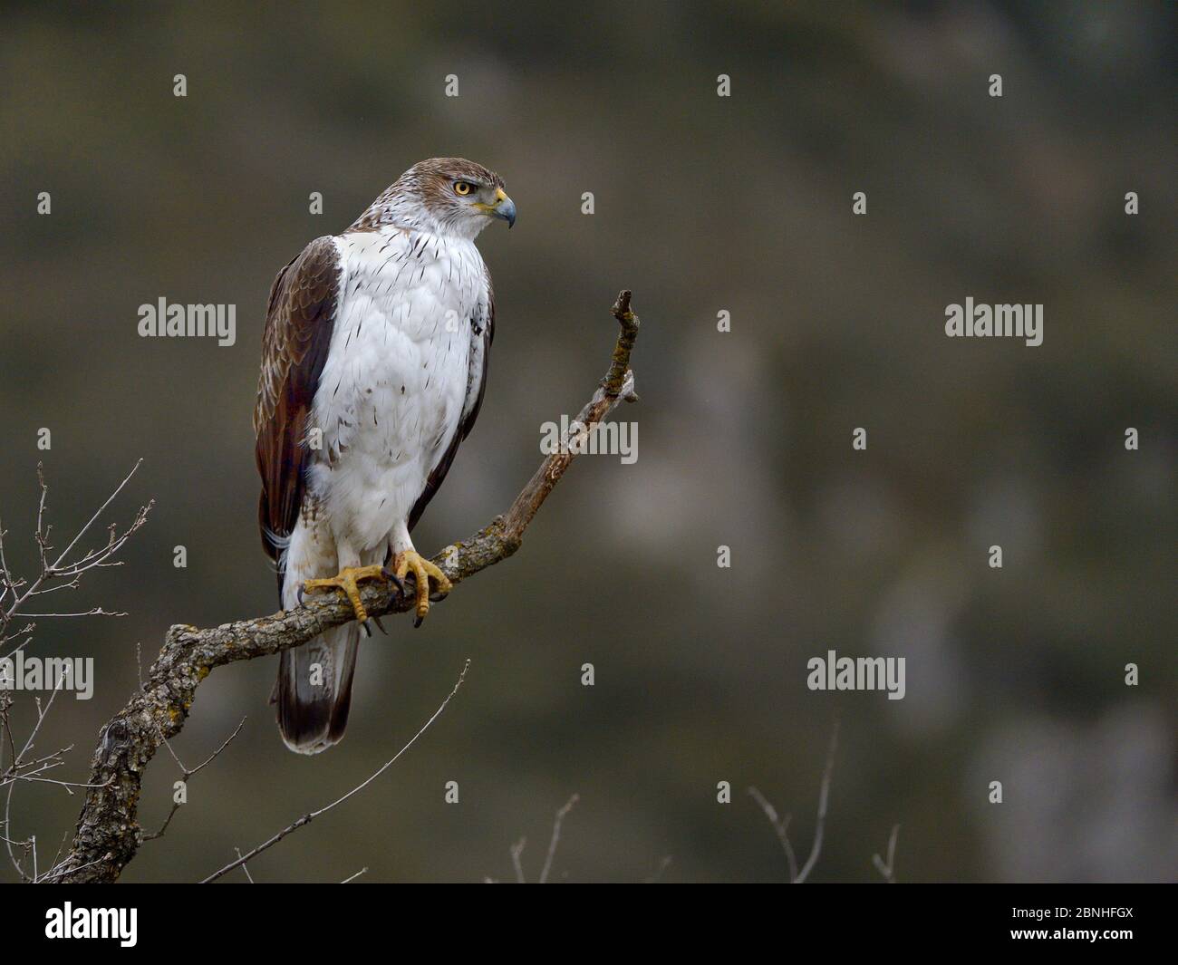 Bonelli's eagle (Aquila fasciata) perching on branch, Catalogne, Spain, February Stock Photo