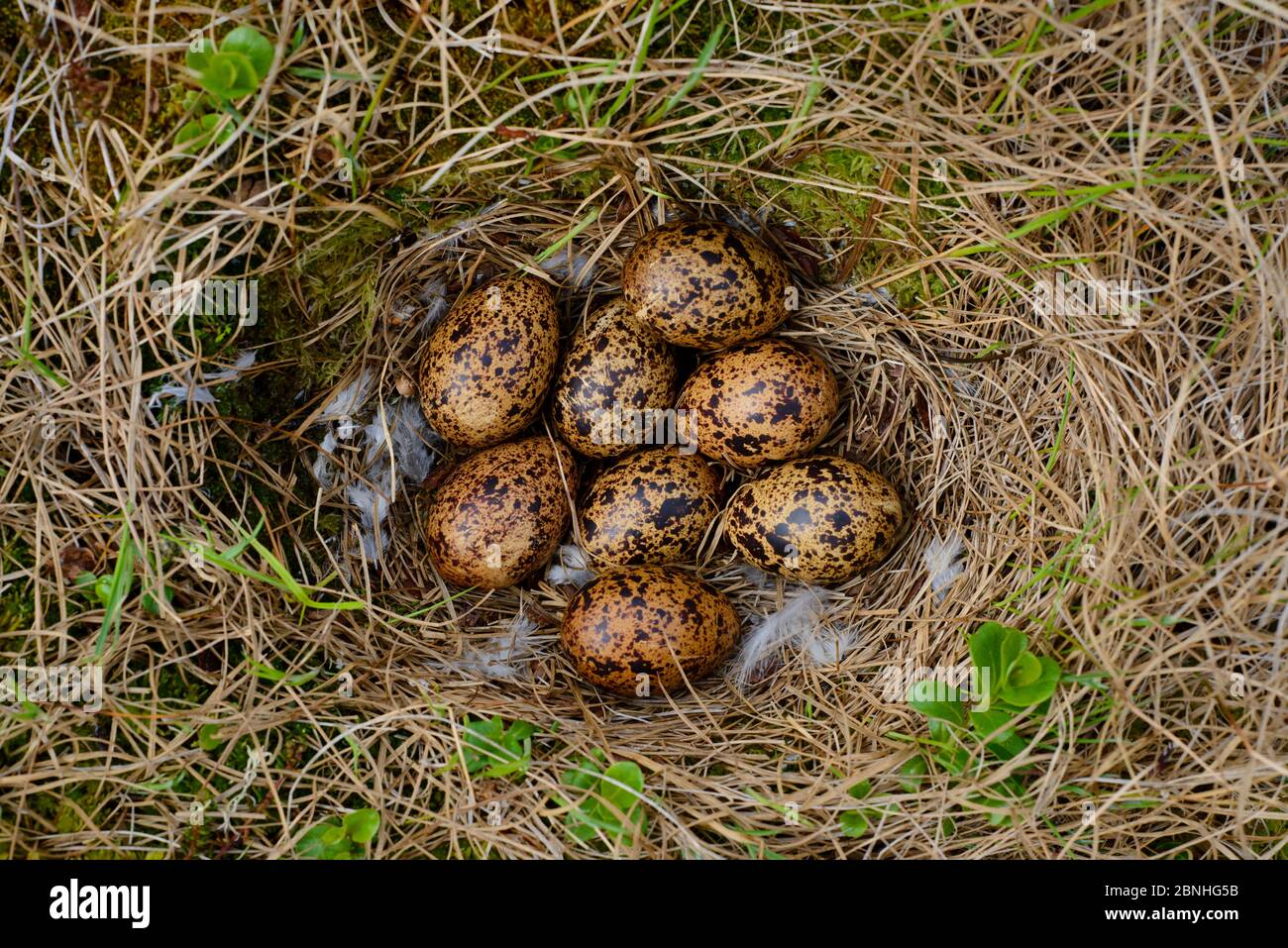 Willow Ptarmigan (Lagopus lagopus) nest and eggs, Yukon Delta National Wildlife Refuge, Alaska, USA June Stock Photo