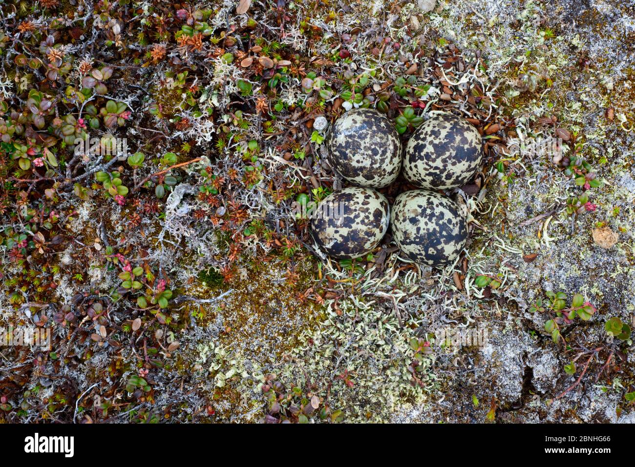 Black-bellied Plover (Pluvialis squatarola) looking down on nest and eggs, camouflaged with ground plants, Yukon Delta National Wildlife Refuge, Alask Stock Photo