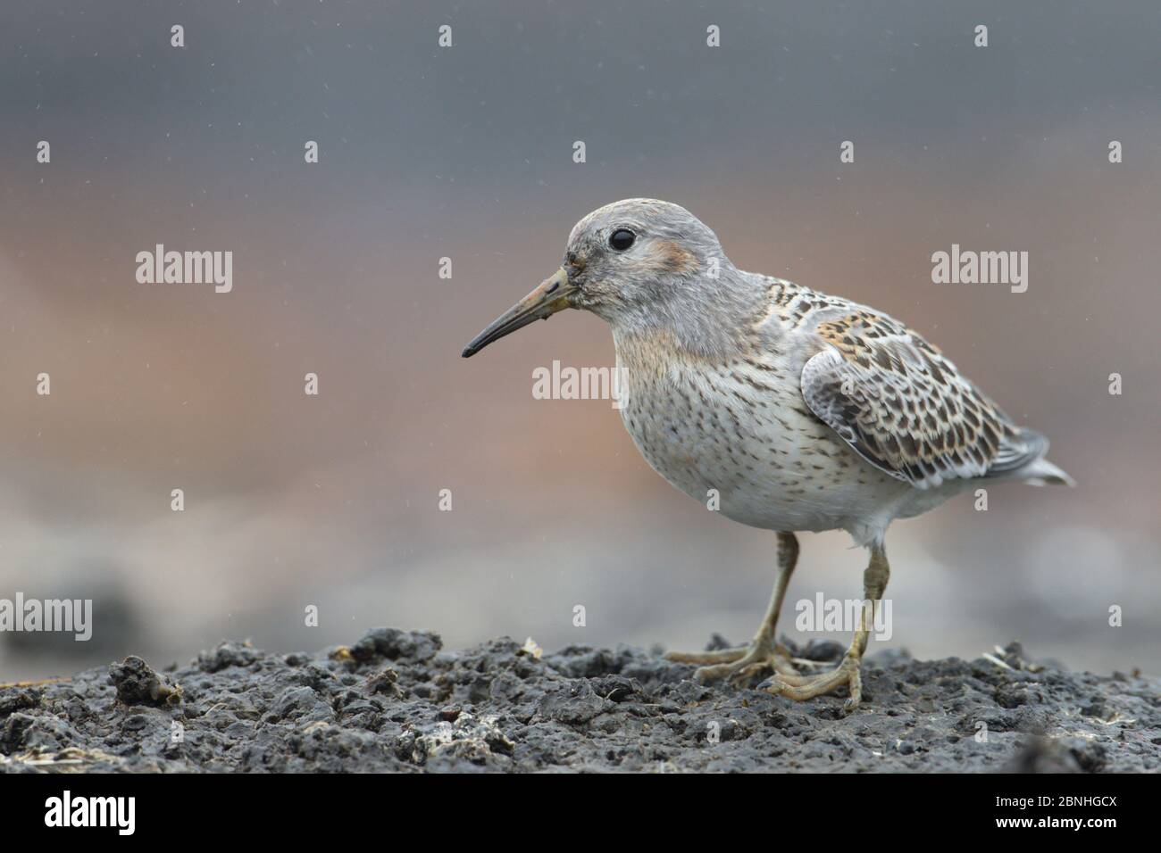 Rock Sandpiper (Calidris ptilocnemis ptilocnemis) juvenile of the Pribilof Island race in breeding plumage, St. George Island, Alaska, USA, July Stock Photo