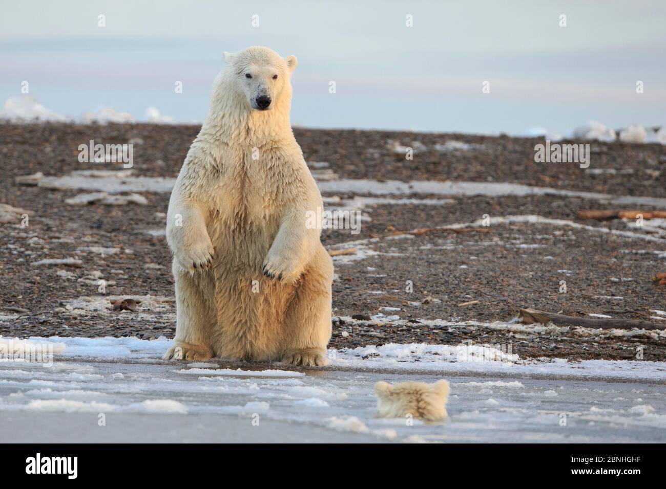 Polar bear hind legs hi-res stock photography and images - Alamy