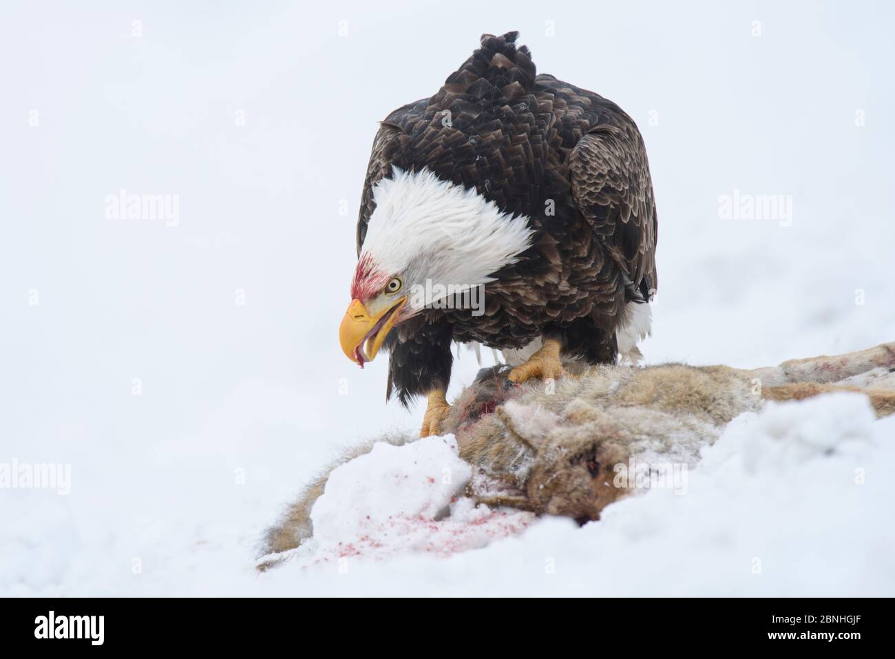 Bald eagle (Haliaeetus leucocephalus) feeding on Mule deer roadkill in winter snow, Okanogan County, Washington, USA Stock Photo
