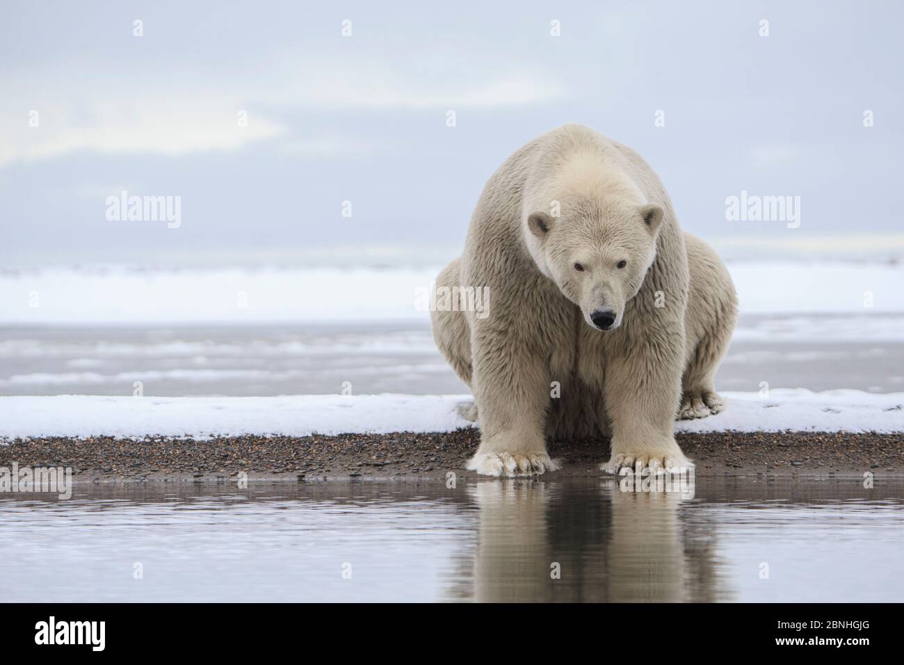 Polar bear (Ursus maritimus) female looking into the water, Barter Island National Wildlife Refuge, Beaufort Seat, Alaska, USA Stock Photo