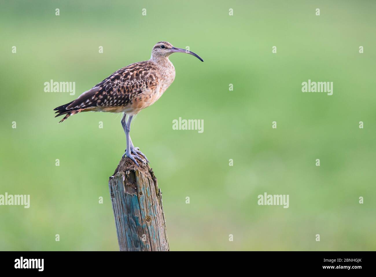 Bristle-thighed Curlew (Numenius tahitiensis) on wooden post, Oahu, Hawaii, January Stock Photo