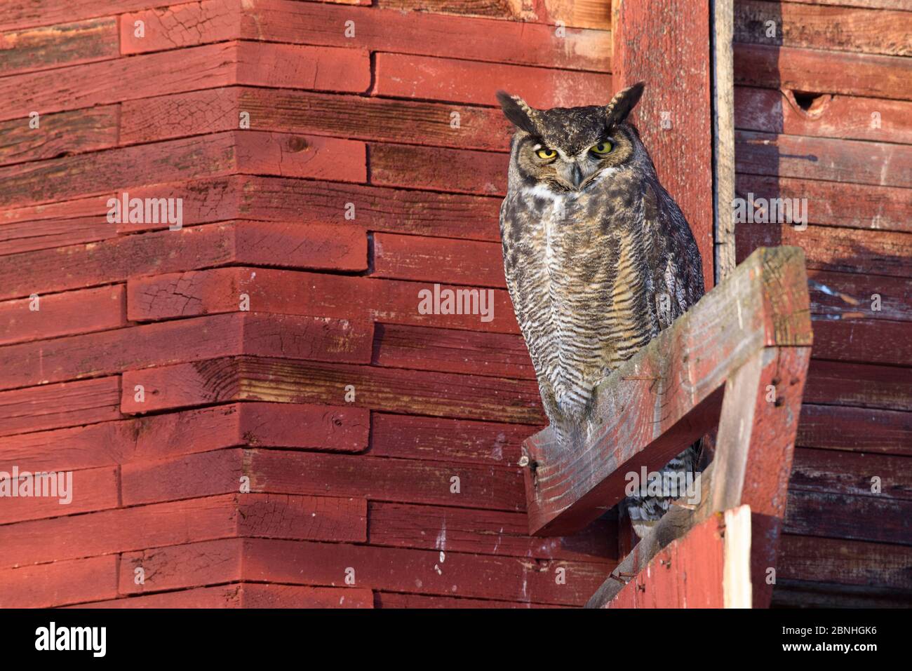 Great Horned Owl (Bubo virginianus) roosting outside of an old barn in early morning sun in freezing temperatures, Okanogan County, Washington, USA, J Stock Photo