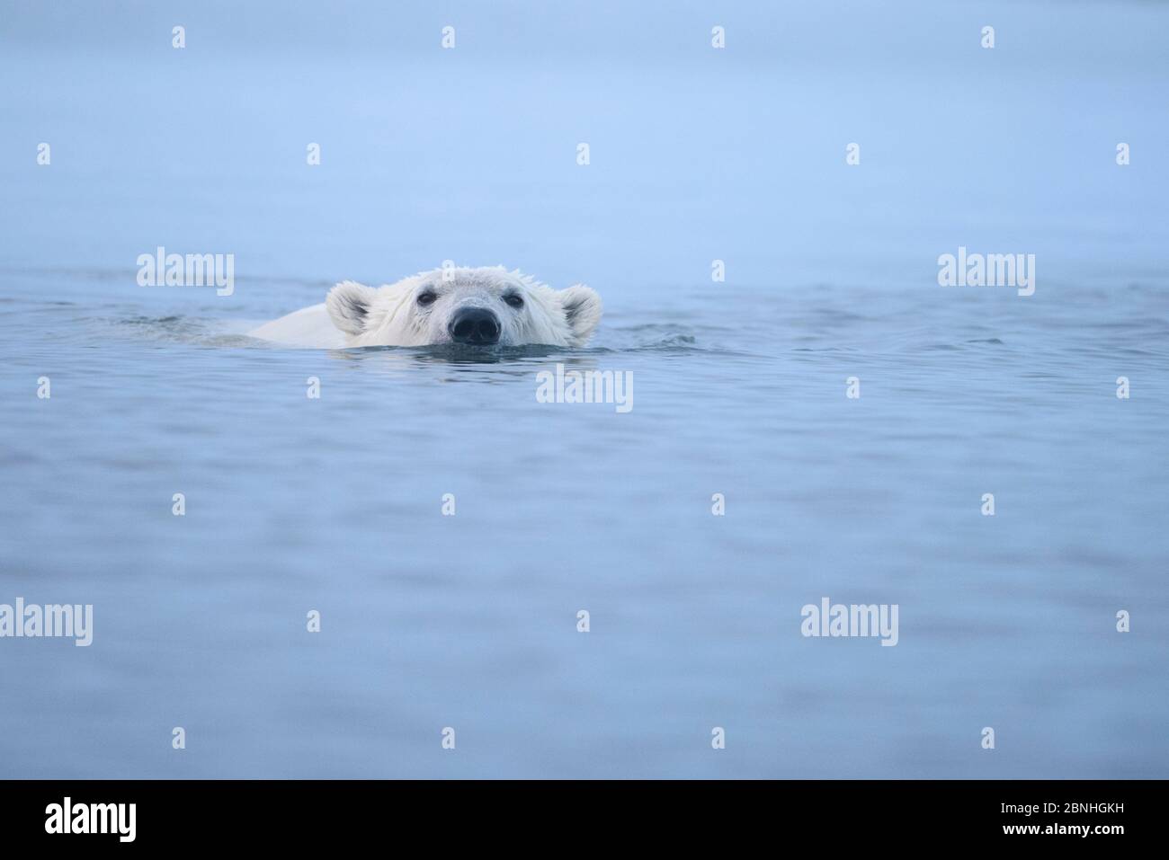 Polar bear (Ursus maritimus) swimming at surface of Beaufort Sea, Alaska, USA Stock Photo