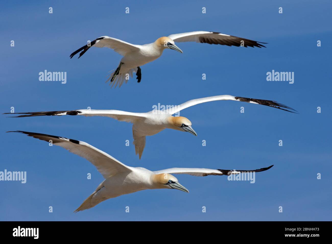 Gannet (Morus bassanus) three gannets in flightGreat Saltee, Saltee Islands County Wexford Ireland June. Stock Photo