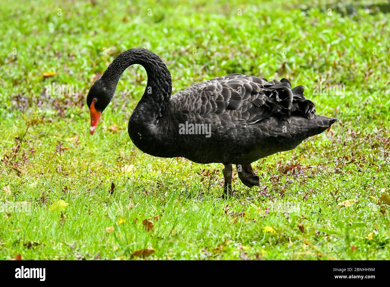 Swan and cygnet swimming on pond Stock Photo