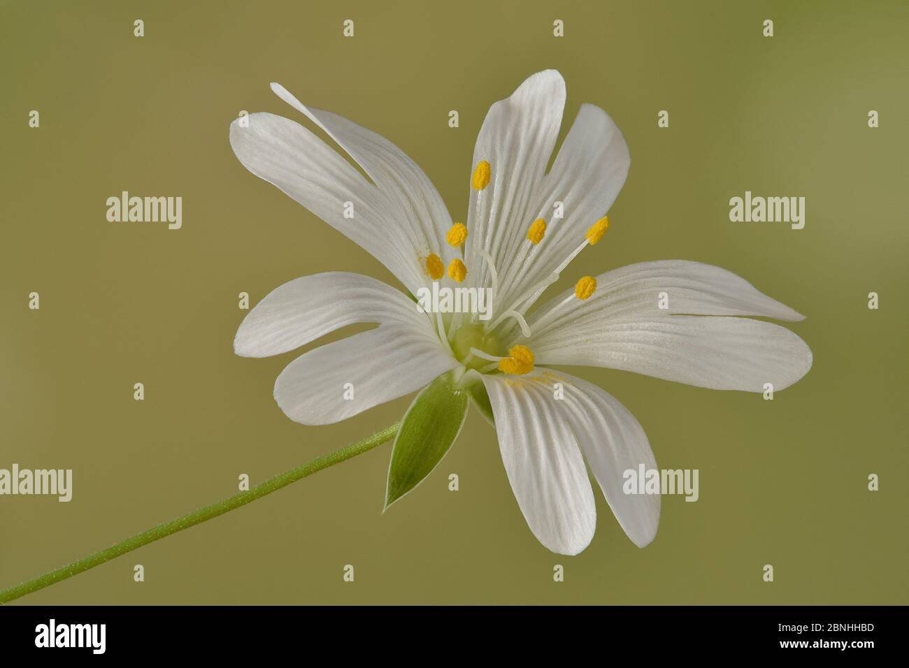 Greater stitchwort (Stellaria holostea) Hertfordshire, England, UK, April - Focus stacked image. Stock Photo