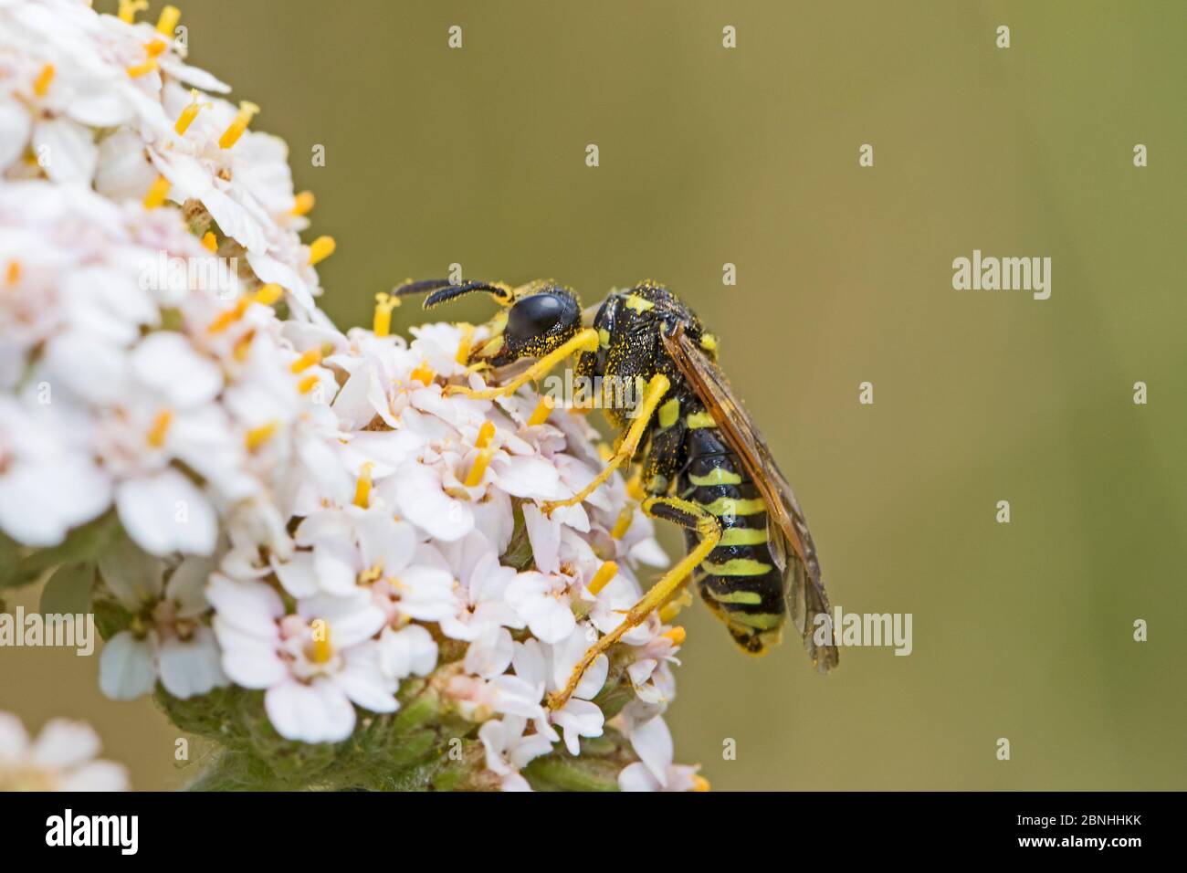 Sawfly (Tenthredo sulphuripes) feeding on yarrow Brockley, Lewisham, London, UK. June. Stock Photo