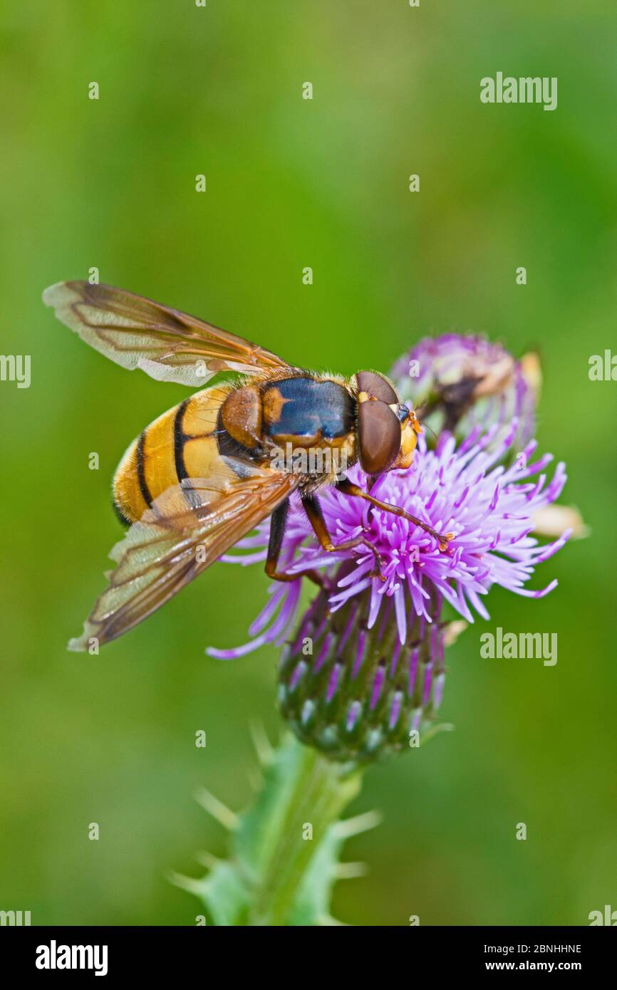 Hoverfly (Volucella inanis) female feeding on Thistle (Cirsium sp) Sutcliffe Park Nature Reserve, Eltham, UK August Stock Photo