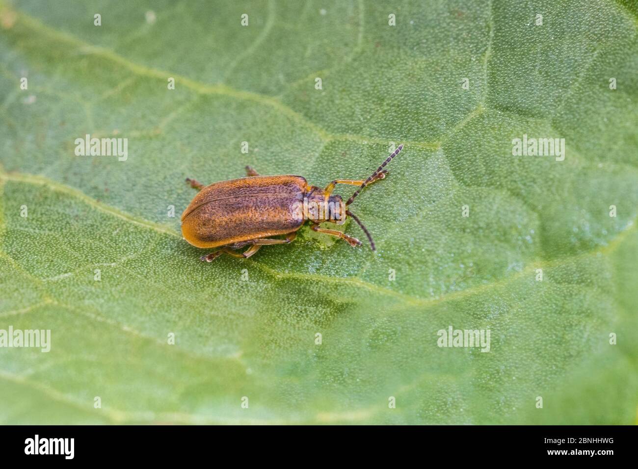 Willow leaf beetle (Lochmaea caprea) Sutcliffe Park Nature Reserve, Eltham, London UK May Stock Photo