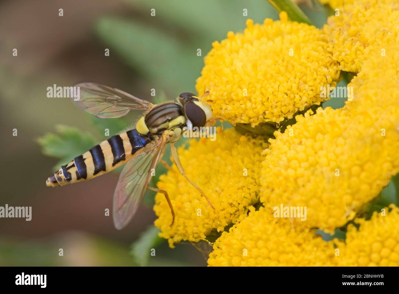 Hoverfly (Sphaerophoria scripta) feeding on Tansy (Tanacetum vulgare) Brockley, Lewisham, London UK August Stock Photo
