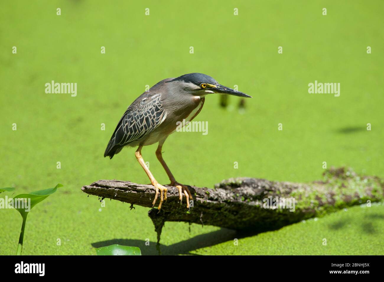 Green-backed Heron (Butorides striatus) or Striated Heron, fishing in swamp.Cayenne, French Guiana.  July. Stock Photo