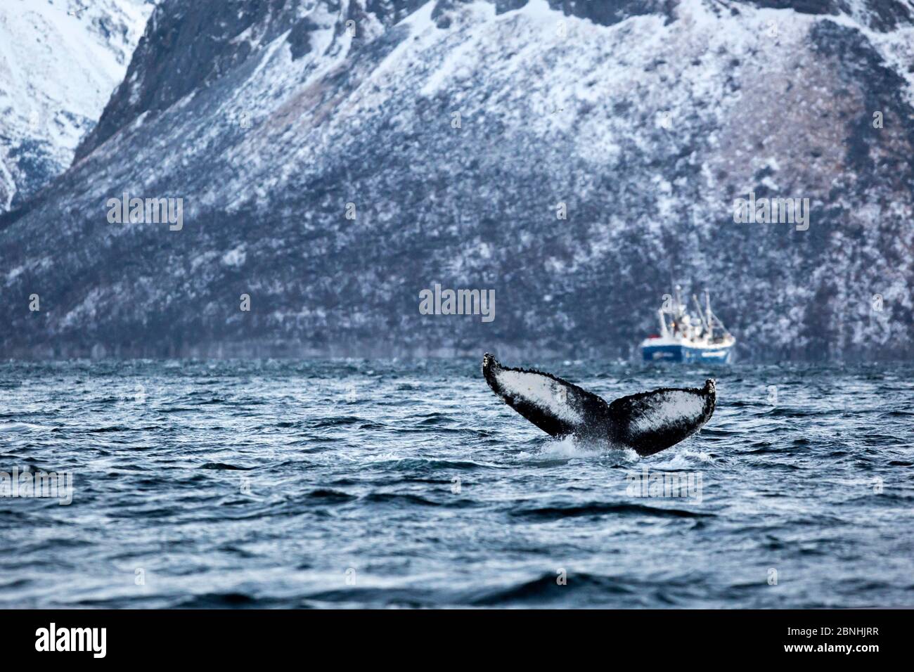 North atlantic humpback whale hi-res stock photography and images - Alamy