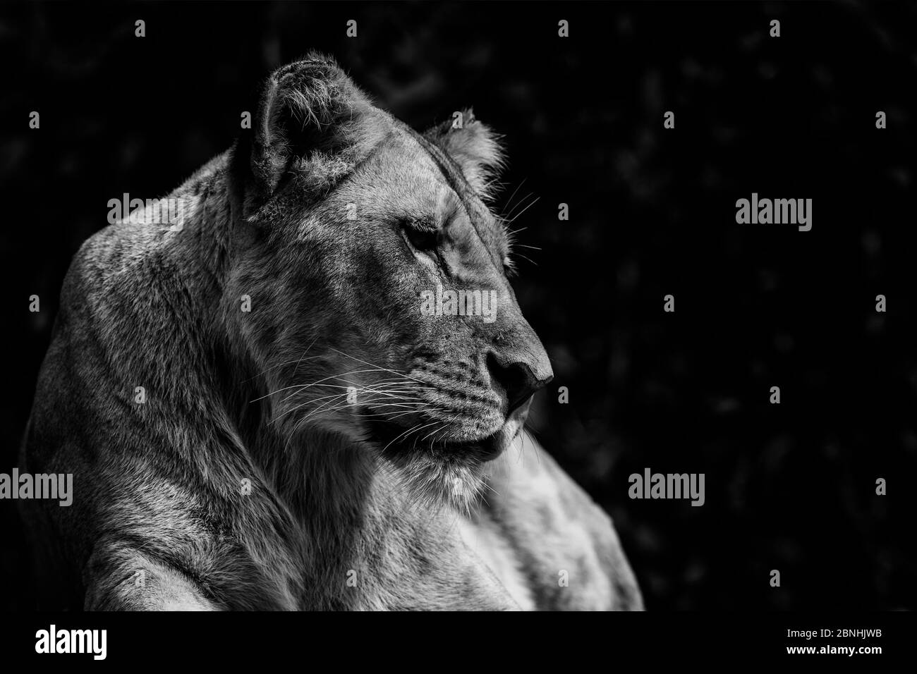 Lion - Panthera leo, iconic animal from African savannas, Etosha national park, Namibia. Stock Photo