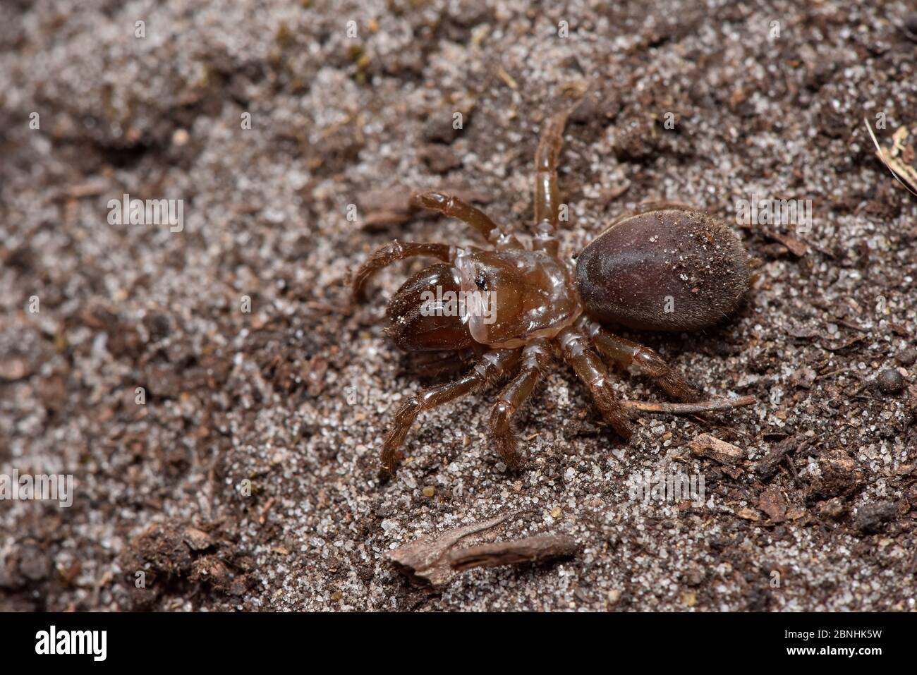 Purse web spider (Atypus affinis) adult removed from tunnel, Surrey, England, UK, July Stock Photo