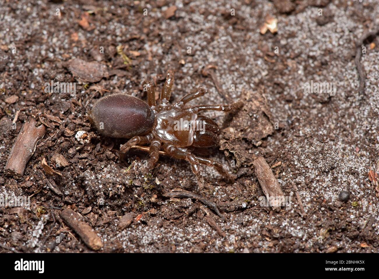 Purse web spider (Atypus affinis) adult removed from tunnel, Surrey, England, UK, July Stock Photo