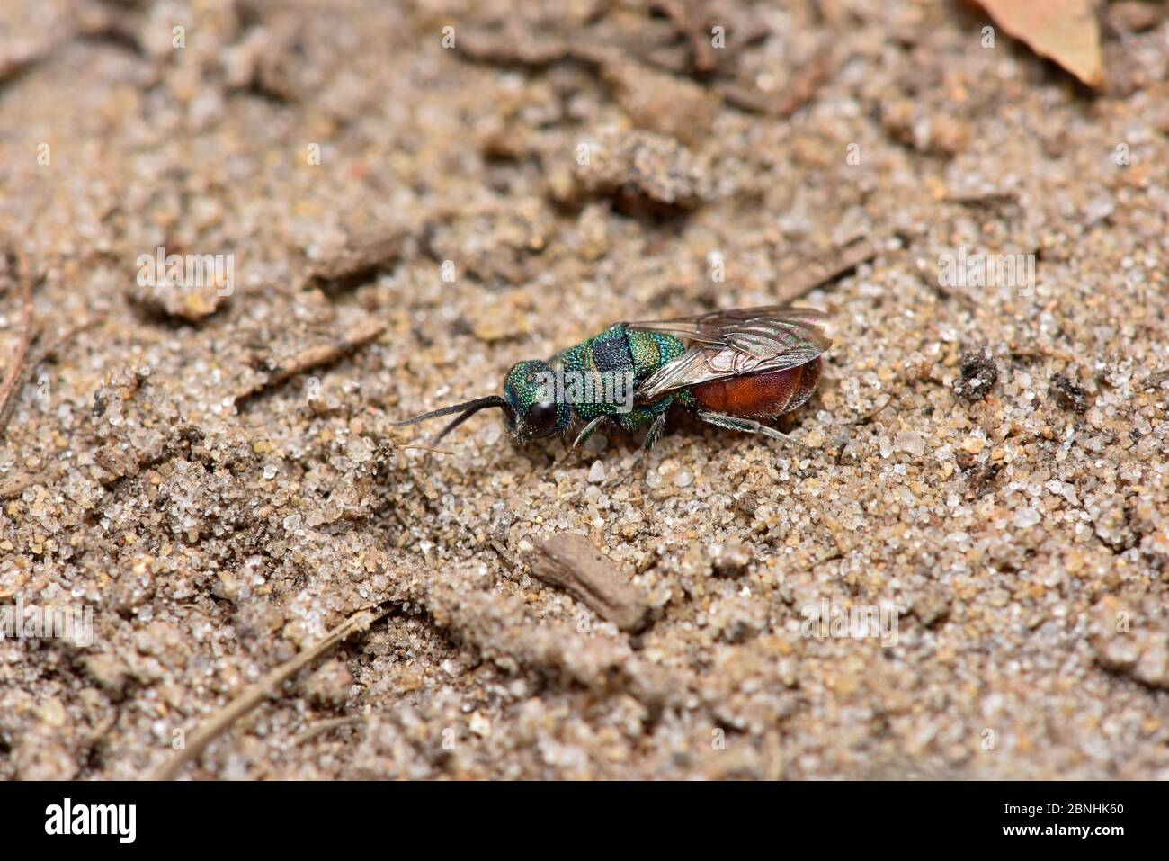 Ruby tailed jewel / Cuckoo wasp (Hedychridium roseum)  cleptoparasite in the nests of the Digger wasp (Astata boops) Surrey, England, UK. June Stock Photo