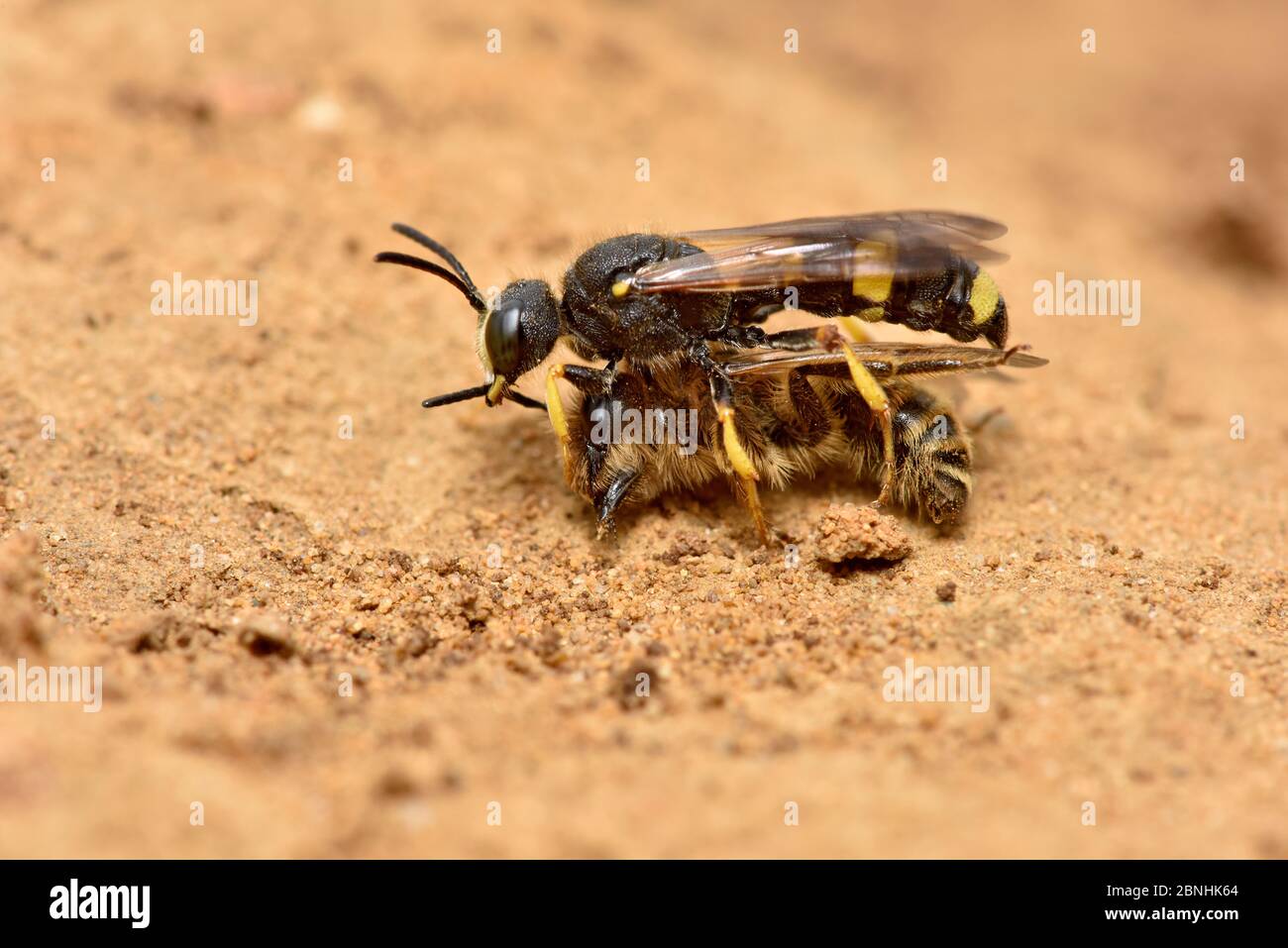Digger Wasp (Cerceris rybyensis) carrying paralysed Mining bee (Andrena flavipes) back to burrow where the victim will be eaten by the wasp larvae, Su Stock Photo
