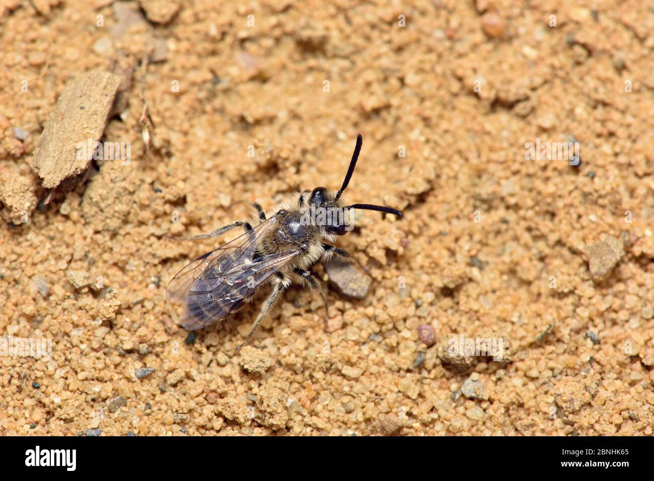 Mining bee (Andrena argentata) small mining bee confined to sandy heaths in southern England sometimes nests in very large aggregations, Surrey, Engla Stock Photo
