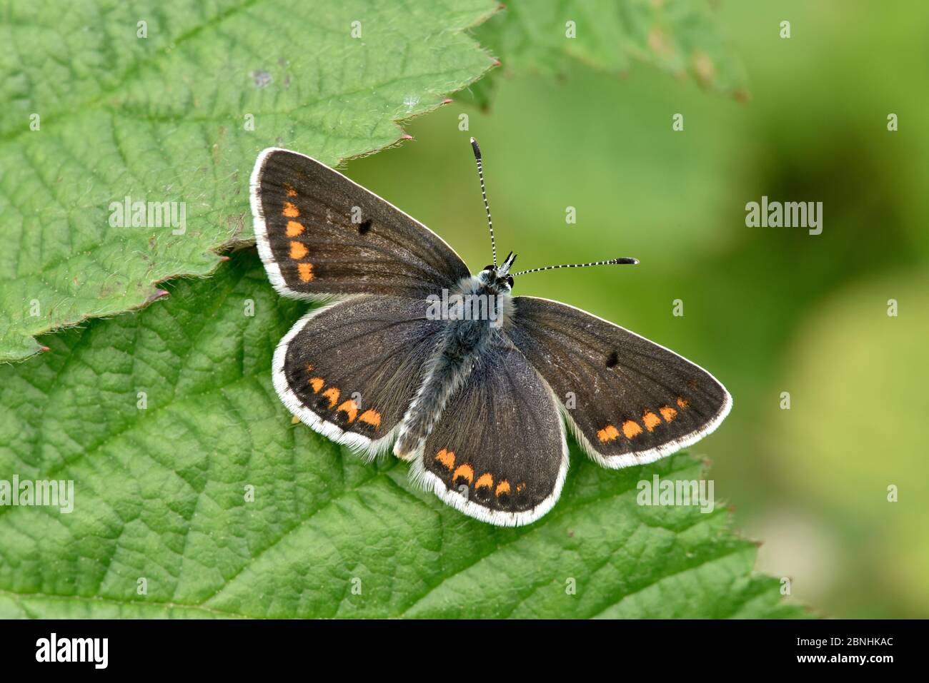 Brown argus butterfly (Aricia agestis) basking on leaf, Bedfordshire, England, UK, June Stock Photo
