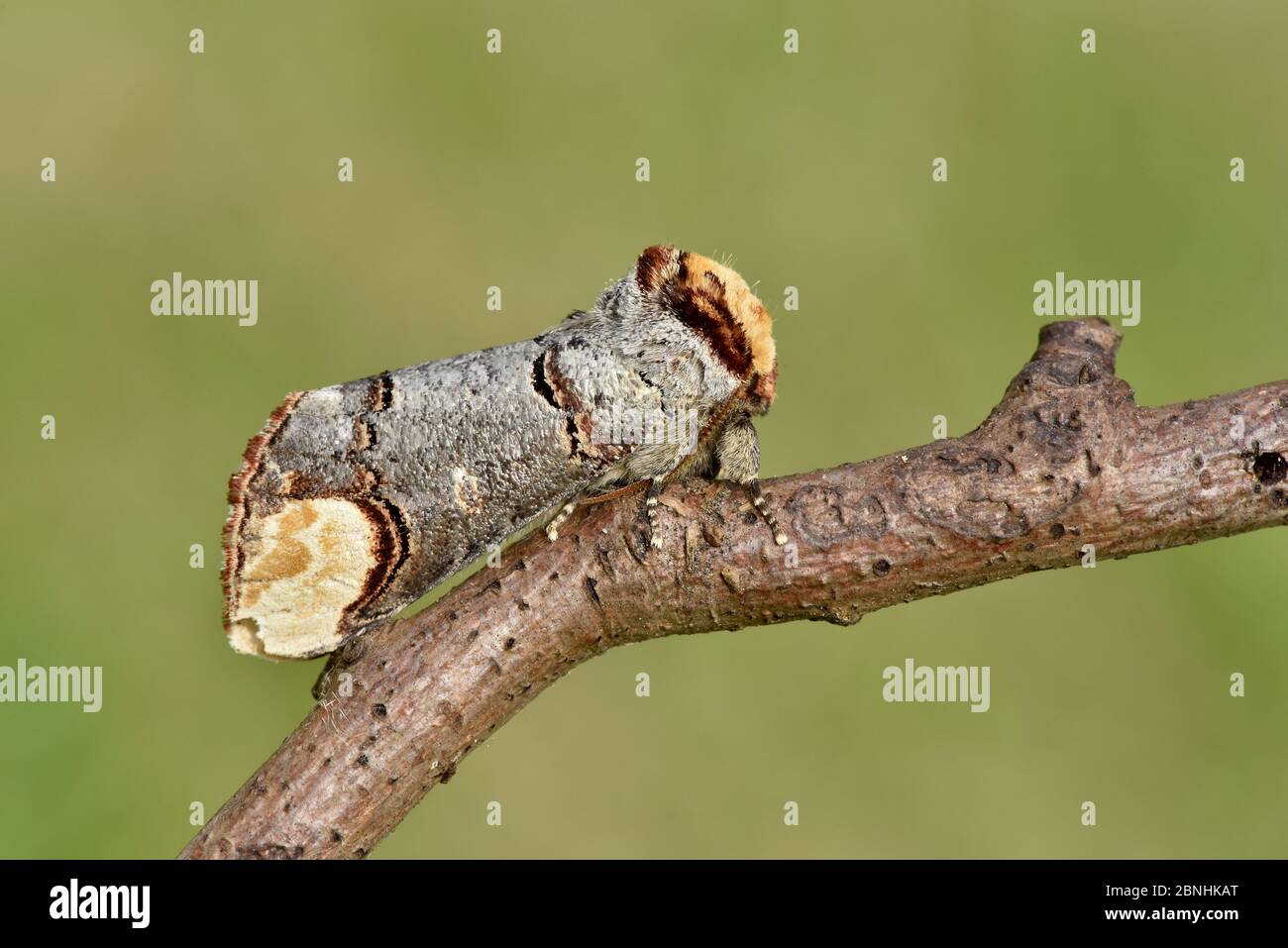 Buff-tip moth (Phalera bucephala) resting on twig, Hertfordshire, England, UK, June Stock Photo