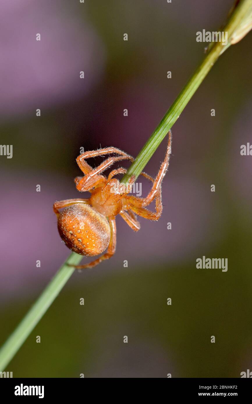 Strawberry spider (Araneus alsine) climbing up grass stem, Surrey, England, UK, August Stock Photo
