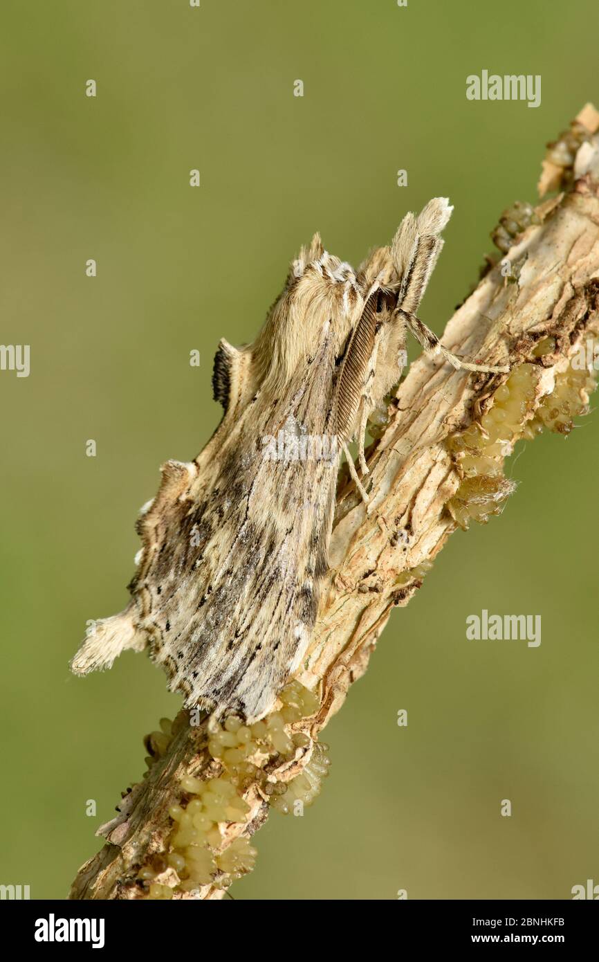 Pale prominent moth (Pterostoma palpina)  well camouflaged on twig during the day, Hertfordshire, England, UK, June Stock Photo