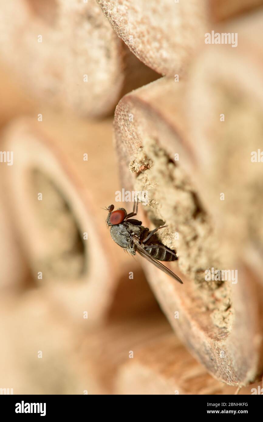 Parasitic fly (Cacoxenus indigator) laying eggs into nest of Red