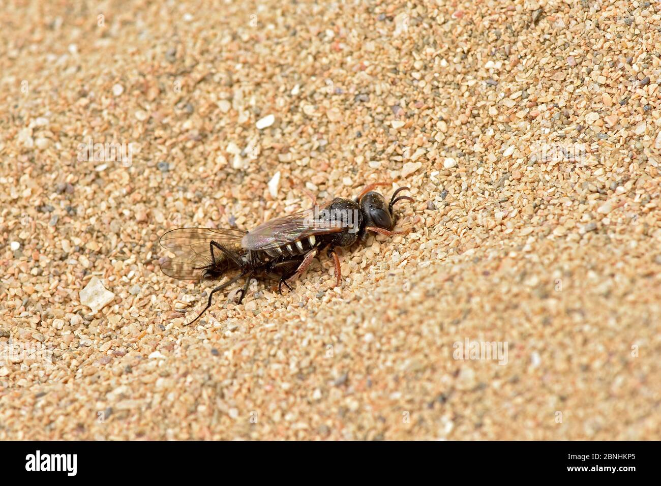 Digger wasp (Oxybelus uniglumis) wasp shown returning to her burrow with paralysed fly impaled on her sting a characteristic of this species, Cornwall Stock Photo