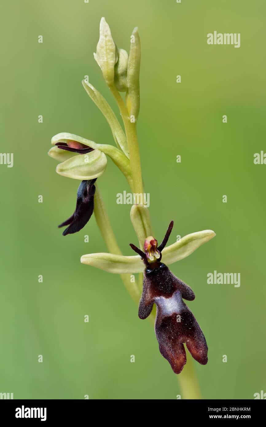 Fly orchid (Ophrys insectifera) close up of flowers showing front and side view, Berkshire, England, UK, June . Focus stacked image Stock Photo