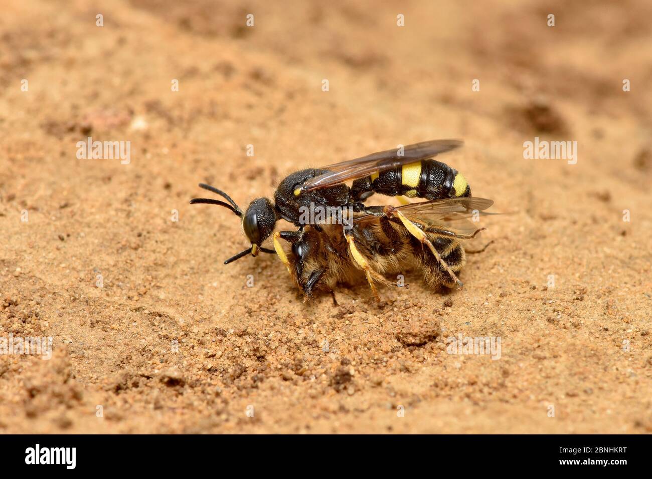 Digger wasp (Cerceris rybyensis) carrying paralysed Mining bee (Andrena flavipes) back to burrow where the victim will be eaten by the wasp larvae, Su Stock Photo