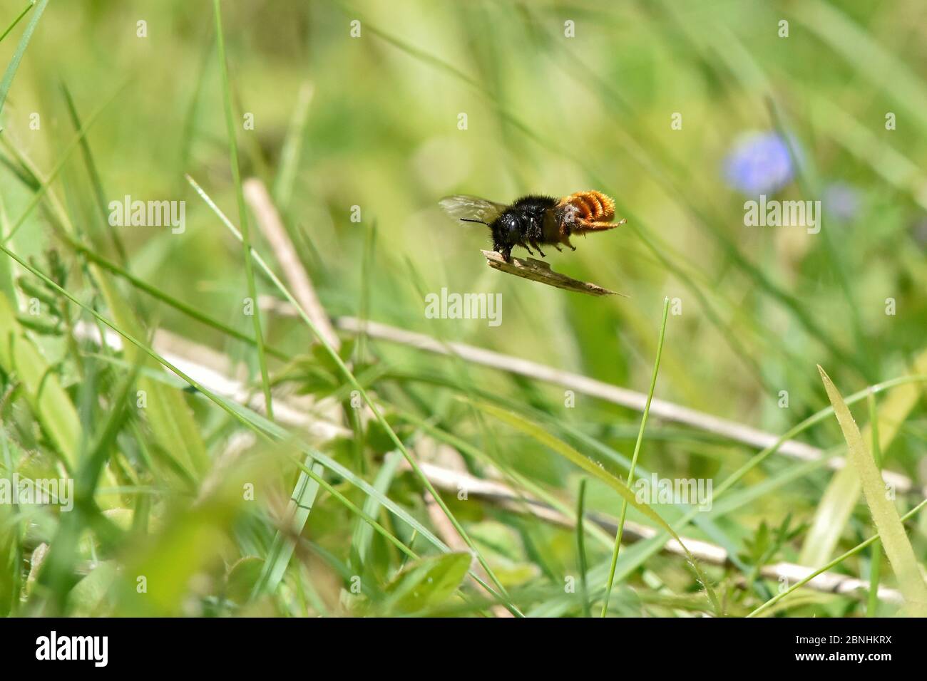 Two coloured mason bee (Osmia bicolor) bee that nests in old snail shells and then carries bits of twig or vegetation to cover the shell, Buckinghamsh Stock Photo
