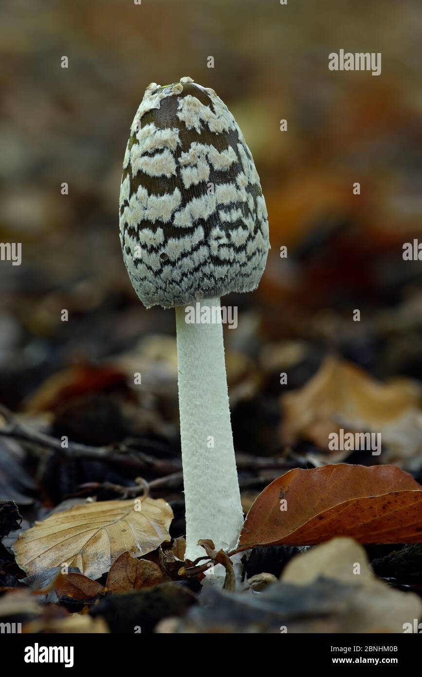Magpie inkcap (Coprinopsis picacea) uncommon inkcap that usually grows singularly often under beech trees, Bedfordshire, England, UK, October . Focus Stock Photo