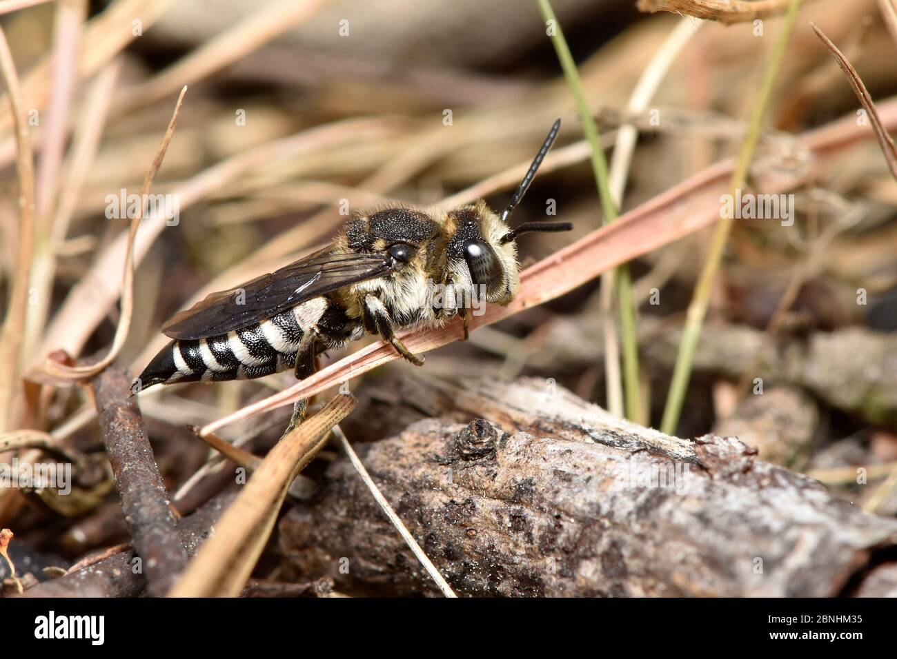 Sharp-tailed bee (Coelioxys conoidea) cleptoparasite of Leaf cutter bee (Megachile maritima). This species  uses their sharp tails to slice into the n Stock Photo