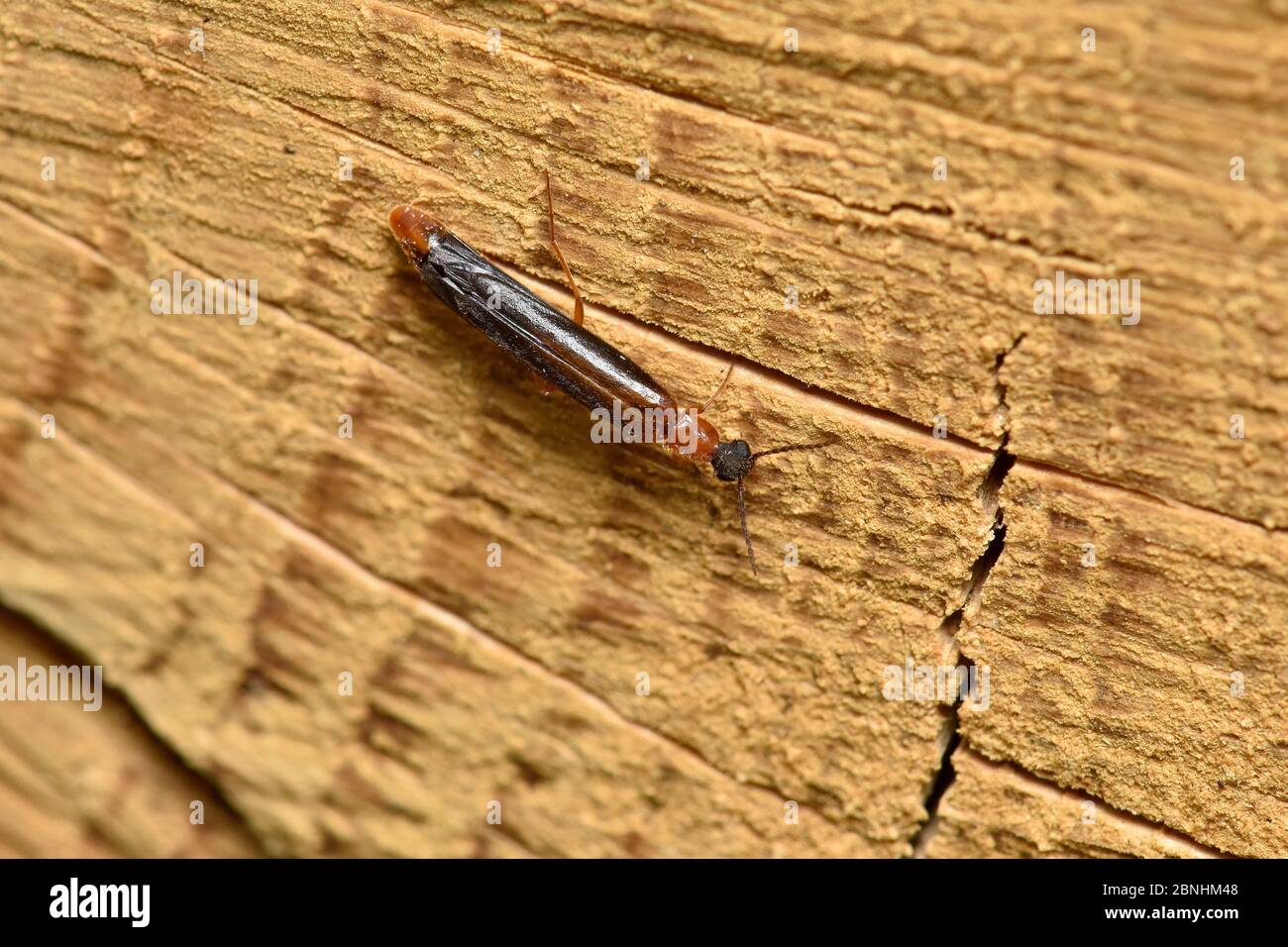 Ship timber beetle (Lymexylon navale) extremely slender beetle that allows it to get into cracks in timber to lay eggs, Surrey, England, UK, June. Stock Photo