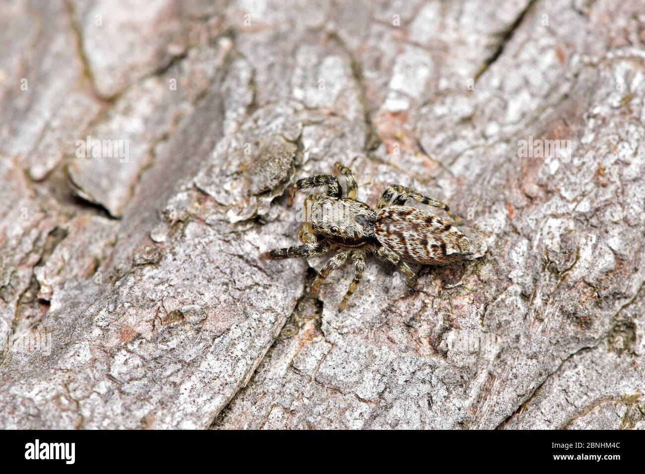 Fence Post Jumping Spider Marpissa Muscosa View From Above Camouflaged On Dead Wood Hertfordshire England Uk August Stock Photo Alamy Fence Post Jumping Spider Marpissa Muscosa View From Above Camouflaged On Dead Wood Hertfordshire England Uk August Stock Photo Alamy