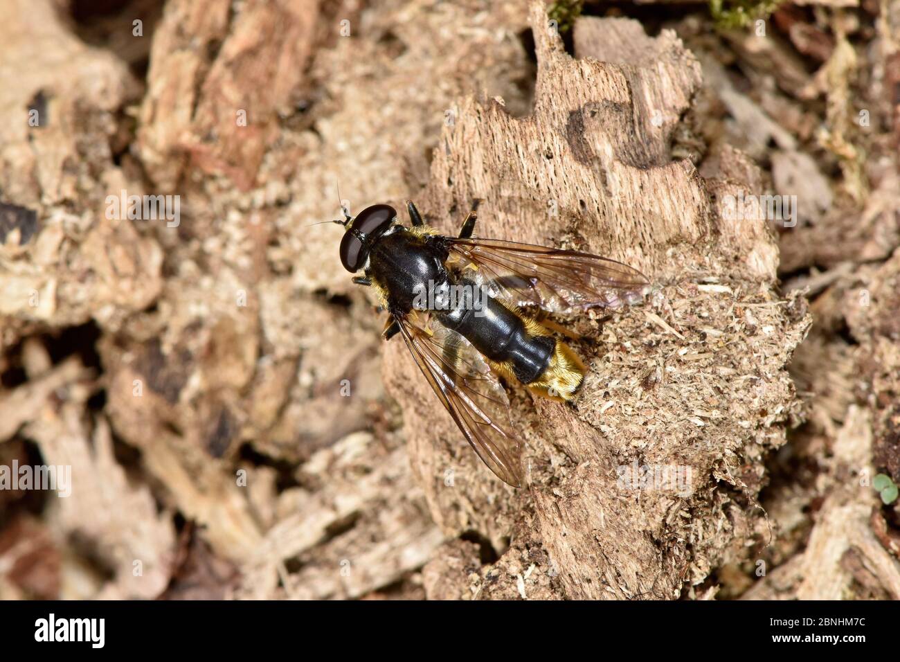 Hoverfly (Xylota sylvarum) on rotten tree stump where eggs are typically laid and larvae develop, Berkshire, England, UK, July Stock Photo
