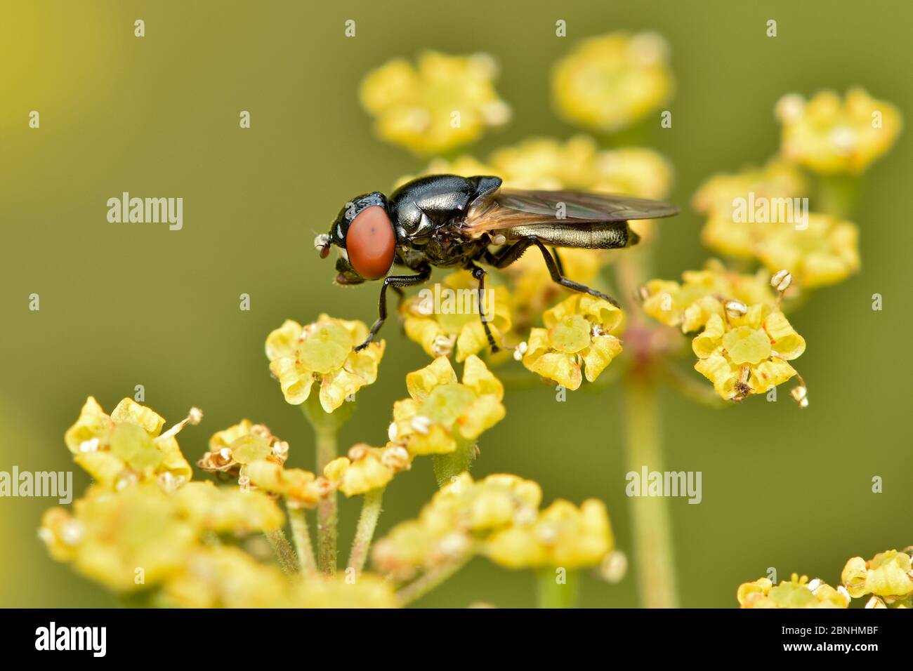 Hoverfly (Chrysogaster solstitalis) this hoverfly has extremely large eyes that are characteristic of the species, pictured on wild parsnip, Buckingha Stock Photo