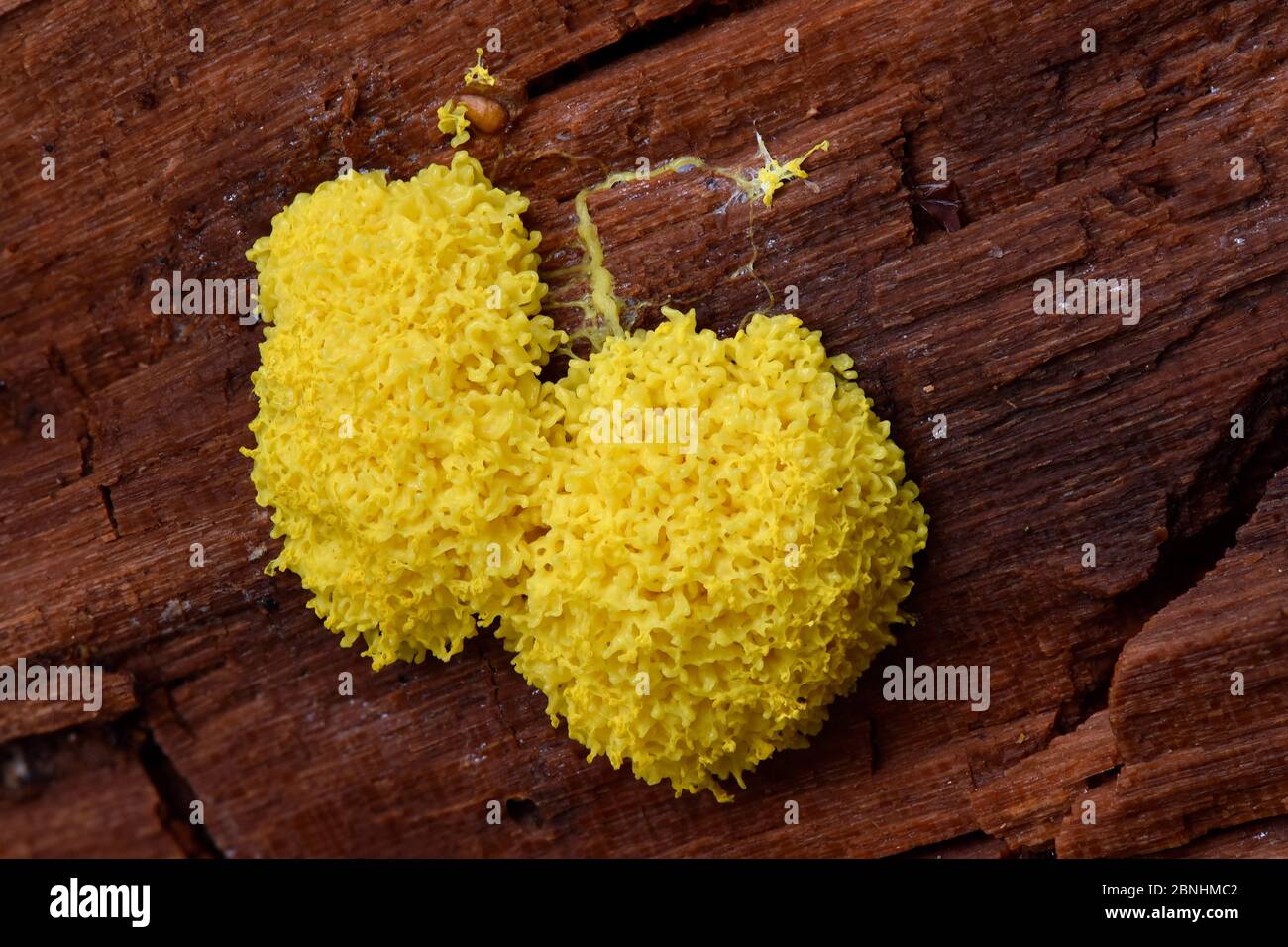 Slime mold (Fuligo septica) plasmodia slime mold on dead wood, Buckinghamshire, England, UK, November . Focus stacked image Stock Photo