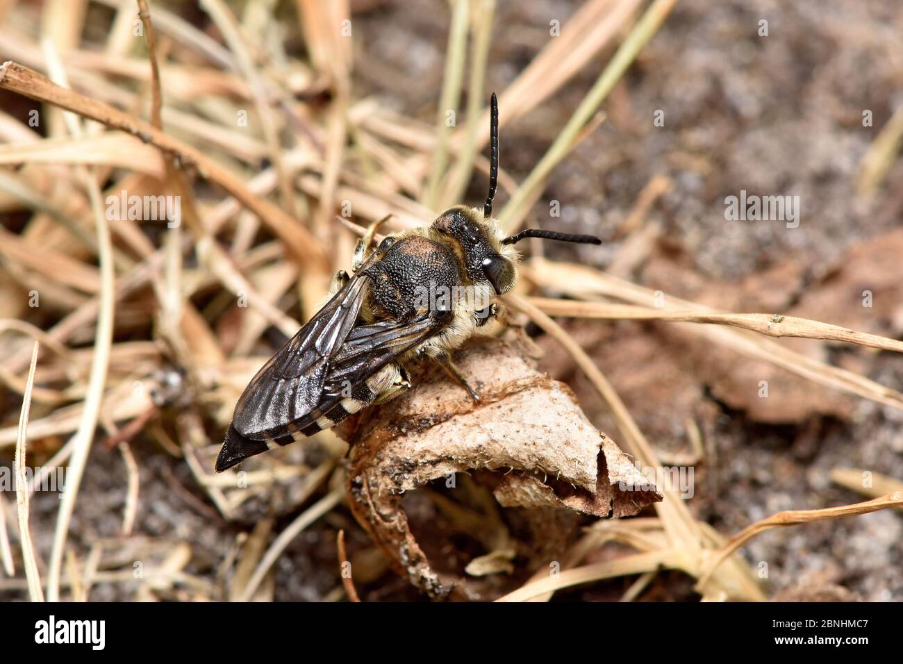 Sharp-tailed bee (Coelioxys conoidea) cleptoparasite of Leaf cutter bee (Megachile maratima) these bees use their sharp tail to slice into the nest of Stock Photo
