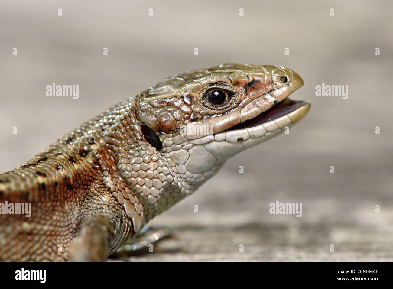 Lizard Eating Insect