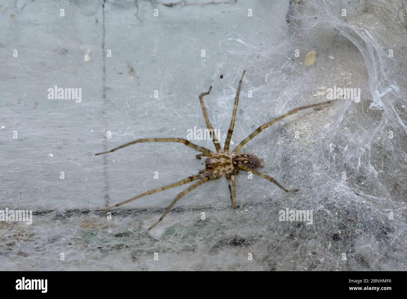 Cardinal spider (Tegenaria parietina) waiting by retreat in web